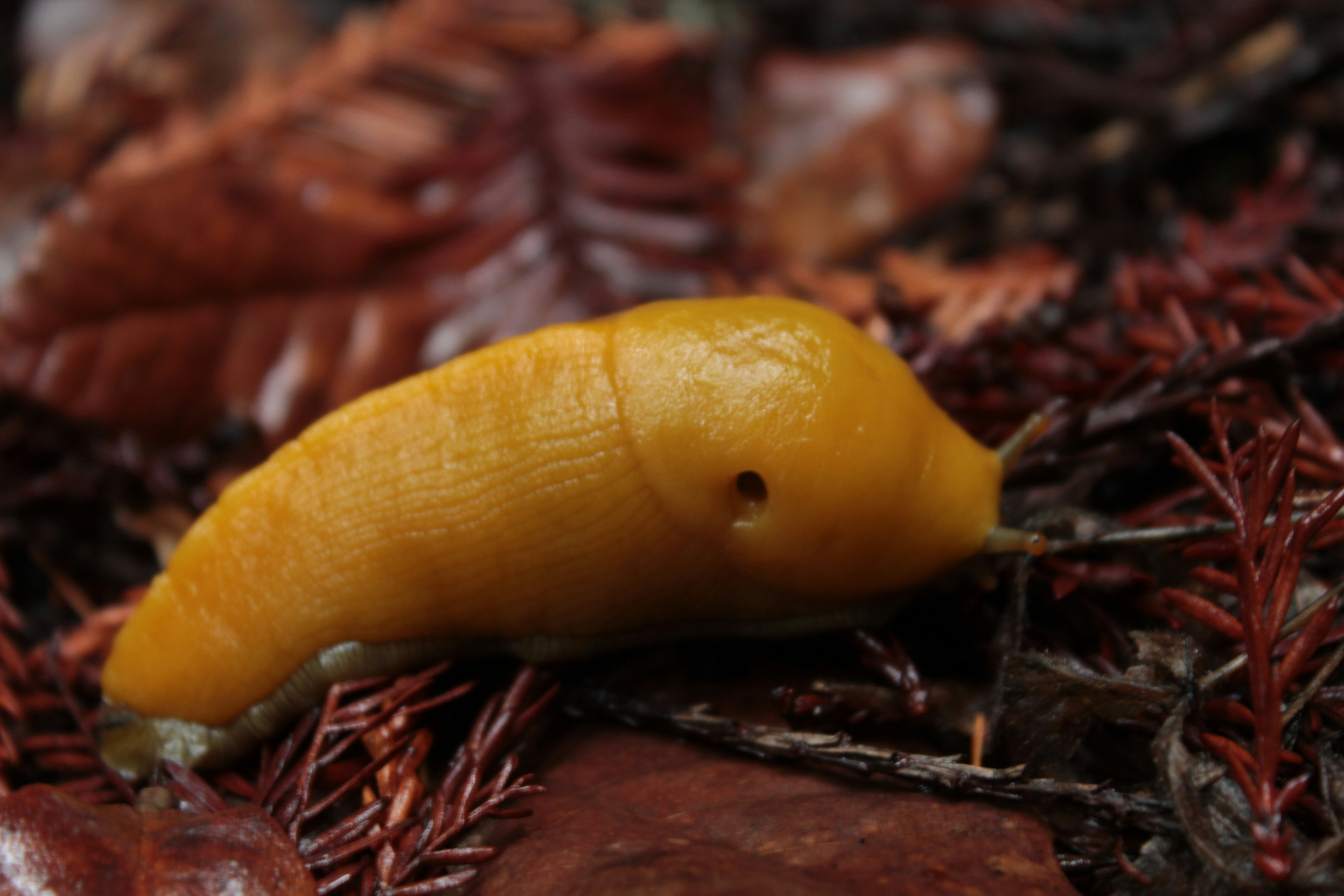 A banana slug crawling on the ground