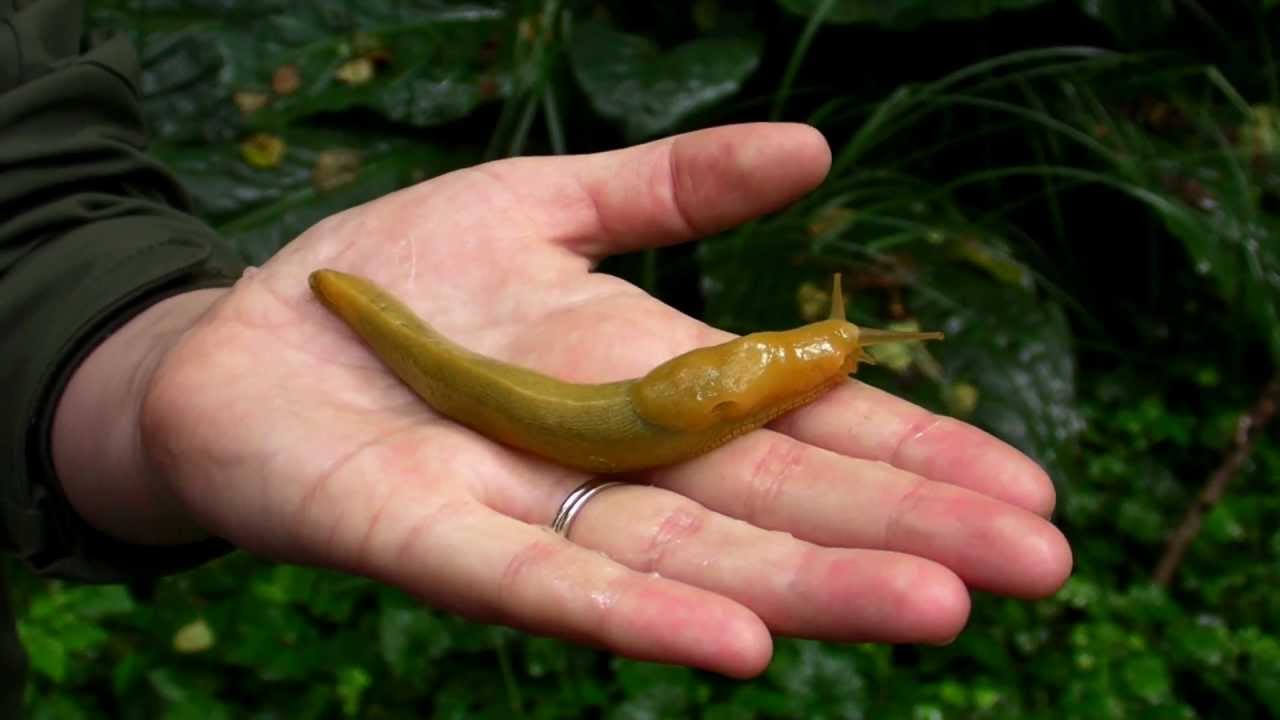 Banana Slug on Hand