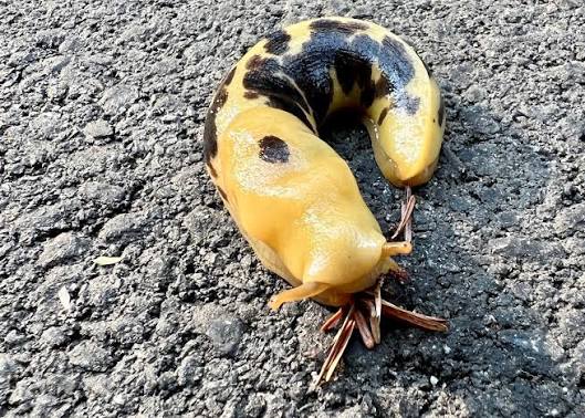 spotted banana slug